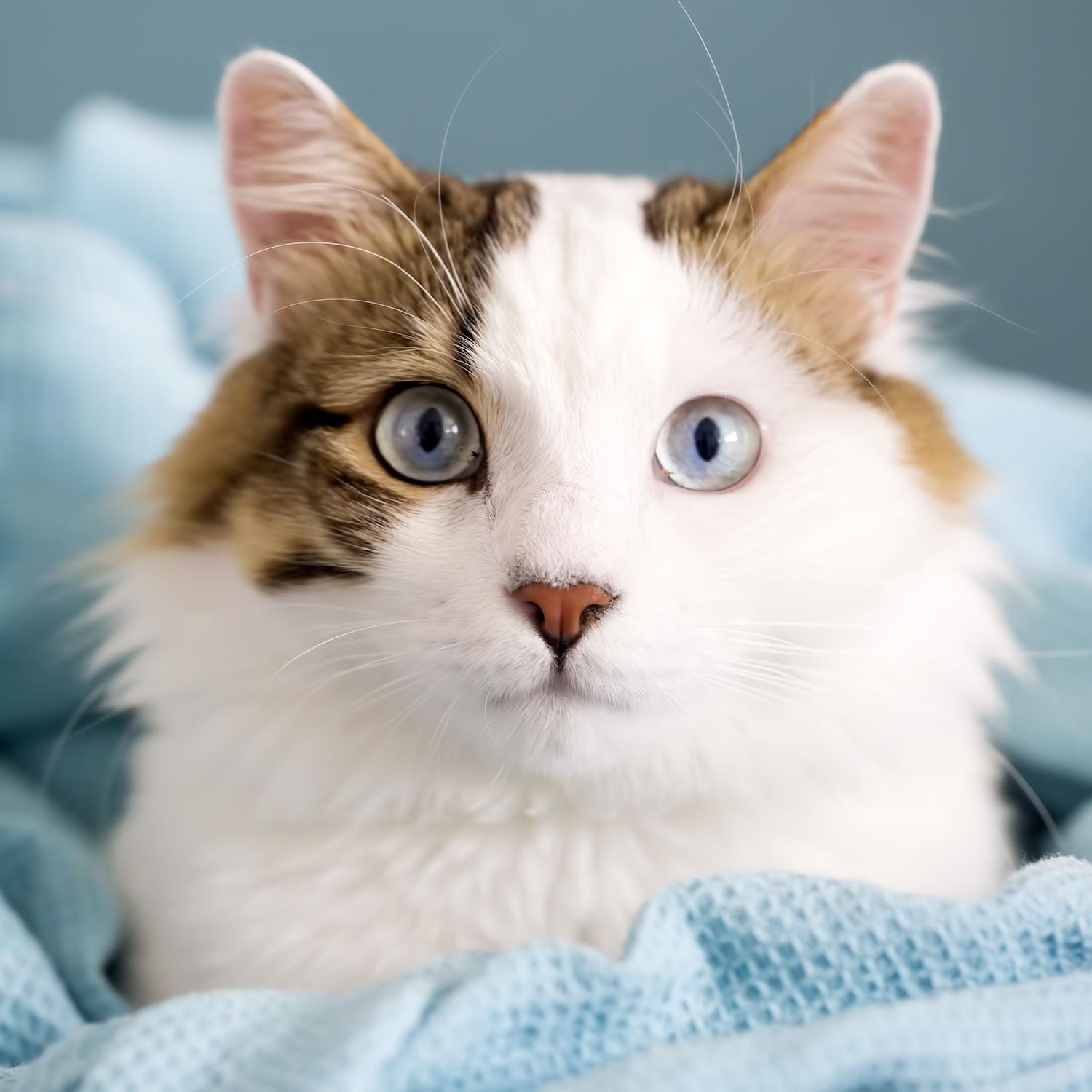 Cat on a Blue Blanket
