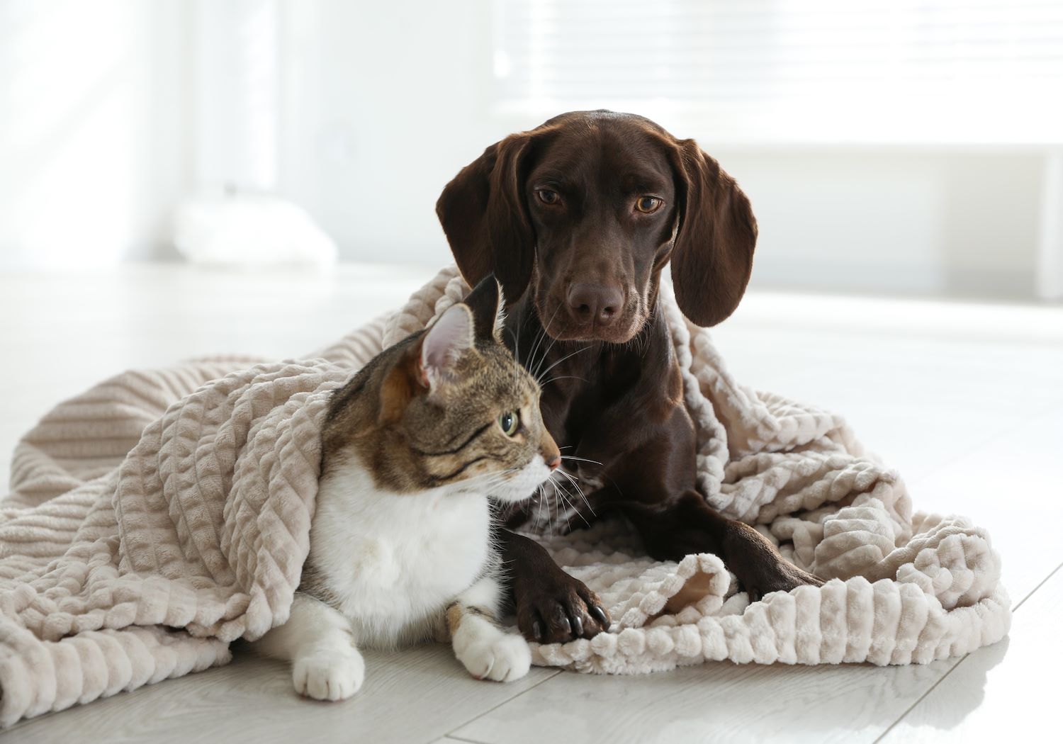Picture of a Lab Puppy and a Cat Together Under a White Blanket